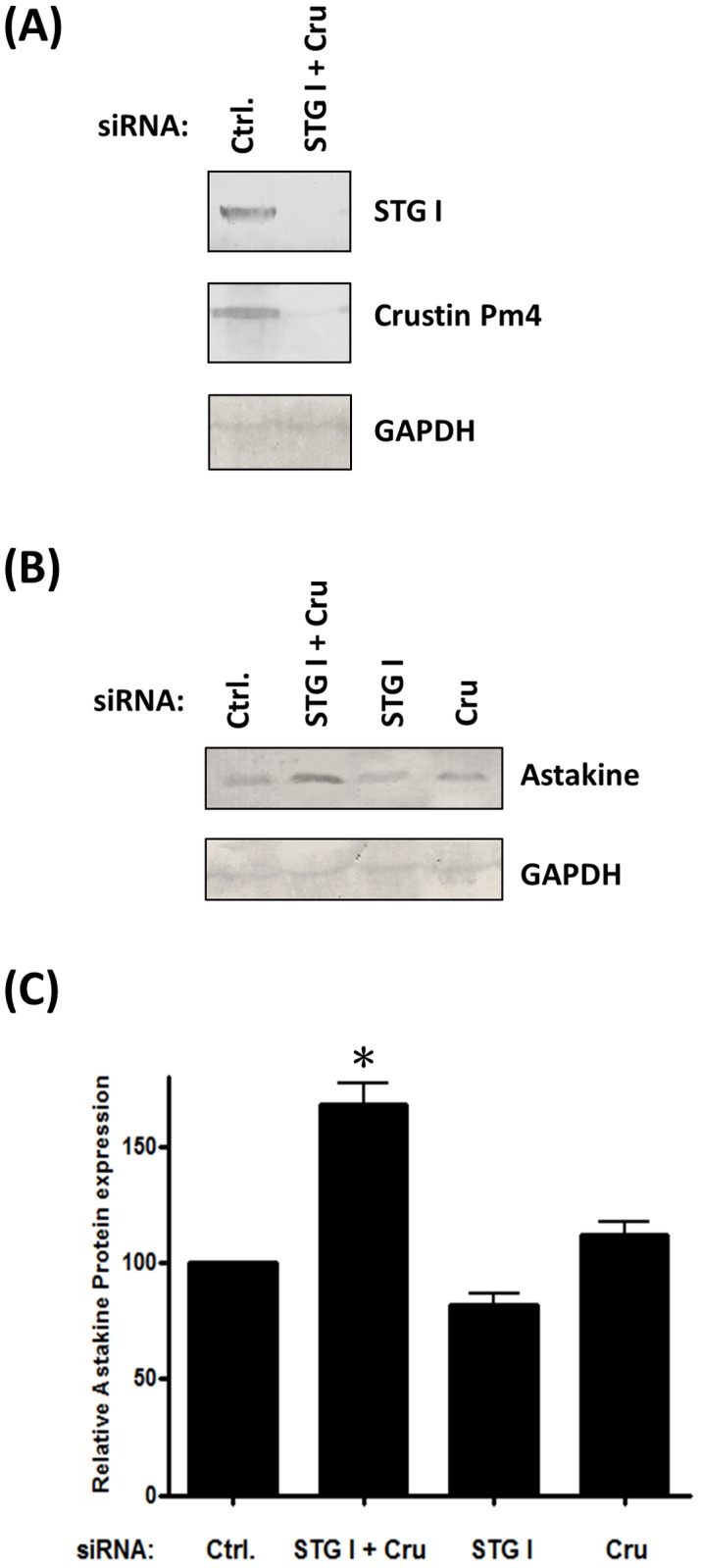 Fig 7