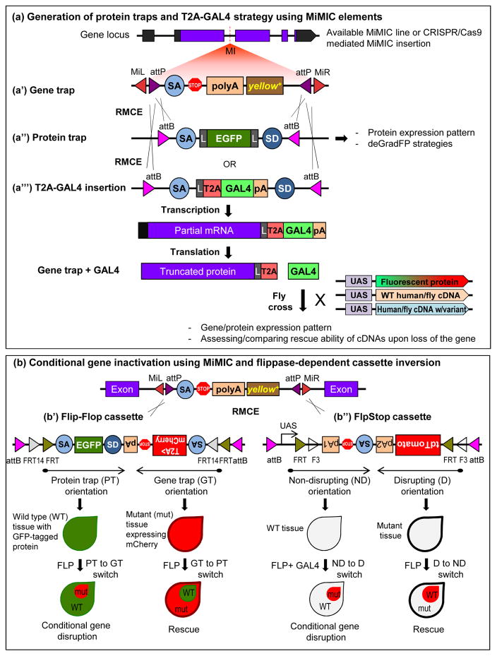 FIGURE 3