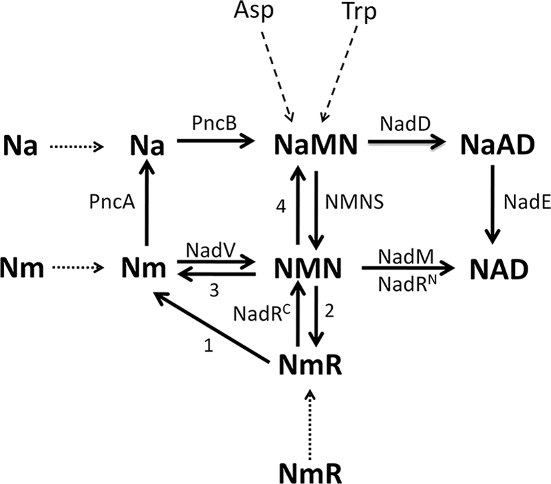 FIGURE 1.