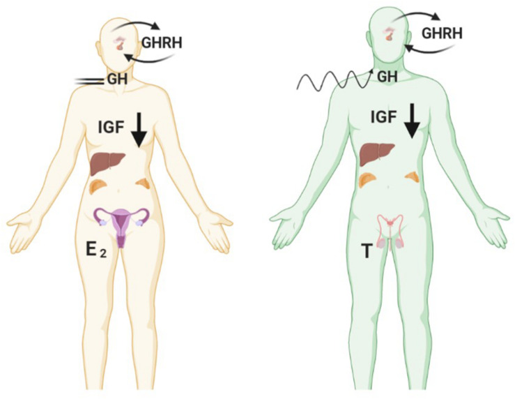 FIGURE 2