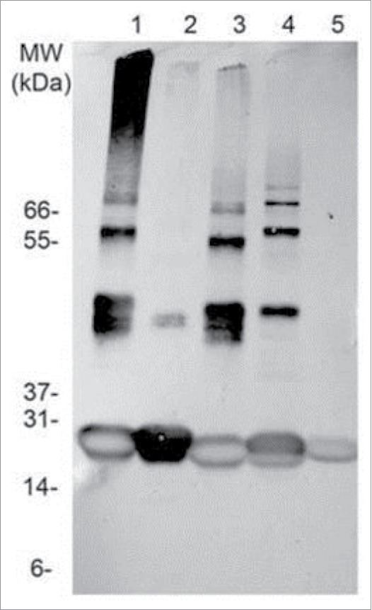 Figure 5.