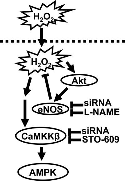 Fig. 8.