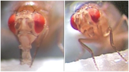 Fruit flies will drink a solution if it is considered attractive, like a sugar solution (left). However, when L-canavanine is added to the sugar solution, fruit flies retract their proboscises, avoiding ingesting this plant toxin (right).