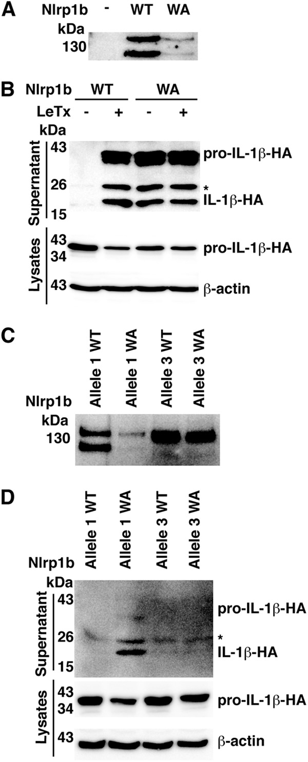 Fig 5