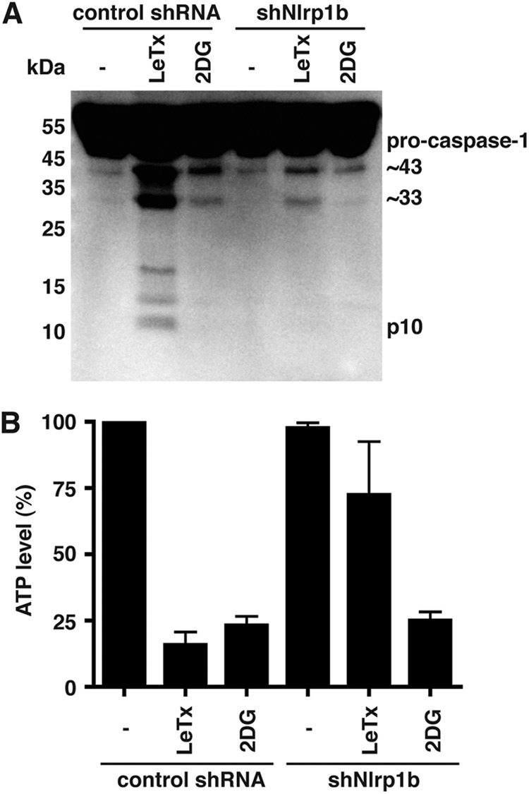 Fig 7