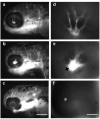 Fig. 10