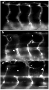 Fig. 9