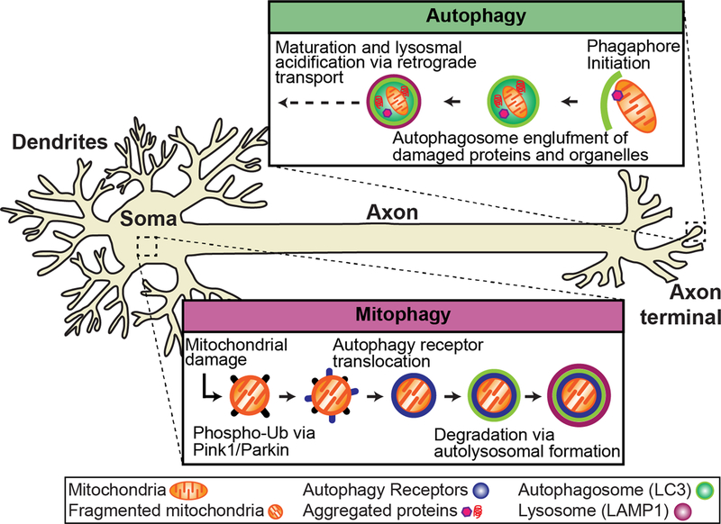 FIGURE 1: