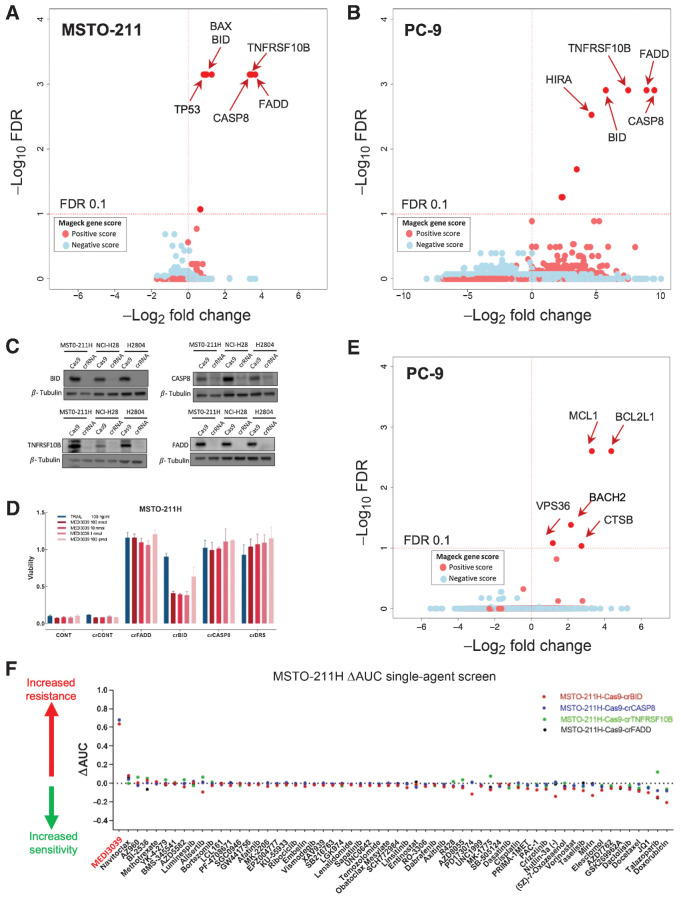 Figure 1. Silencing of apoptotic pathway genes confers resistance to agonists of the death receptor pathway. Volcano plots of genes enriched or depleted for gRNA when rTRAIL-treated cells were compared with DMSO vehicle control cells following transduction with a genome-wide CRISPR/Cas9 library in MSTO-211H mesothelioma (A) and PC-9 lung adenocarcinoma (B) cells. Each dot represents gene-wise scores for MAGeCK gene level analysis with genes of interest highlighted. The dotted line indicates an FDR of 0.1. x-axis, log2 fold change of mean gRNA reads per genes comparing treatment to DMSO replicates. y-axis, −log10 FDR for genes based upon their negative (pink and red dots) and positive (blue dots) fold change and FDR calculated by the MAGeCK algorithm. C, Confirmation of deletion of target apoptotic genes following transfection with synthetic crRNA in MSTO-211H, NCI-H28, and H2804 cancer cells. D, Six-day viability assay in MSTO-211H cells following deletion of specific apoptotic genes and treatment with either rTRAIL or MEDI3039. y-axis: viability effect relative to control cells. E, Volcano plots as in A and B illustrating results of SAM CRISPR activatory screen in PC-9 cells treated with rTRAIL. F, MSTO-211H isogenic cell lines were screened versus the parental cell line with a concentration range of 60 compounds and viability measured at day 6. The AUC values for each isogenic cell line and the matched parental Cas9 line were subtracted to calculate a ΔAUC value, with high (positive) values indicating increased resistance to that compound in the isogenic lines, and low (negative) values increased sensitivity. x-axis: name of compounds screened. y-axis: ΔAUC values.