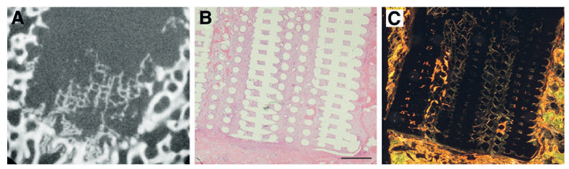 Fig. 8