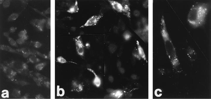 FIG. 12