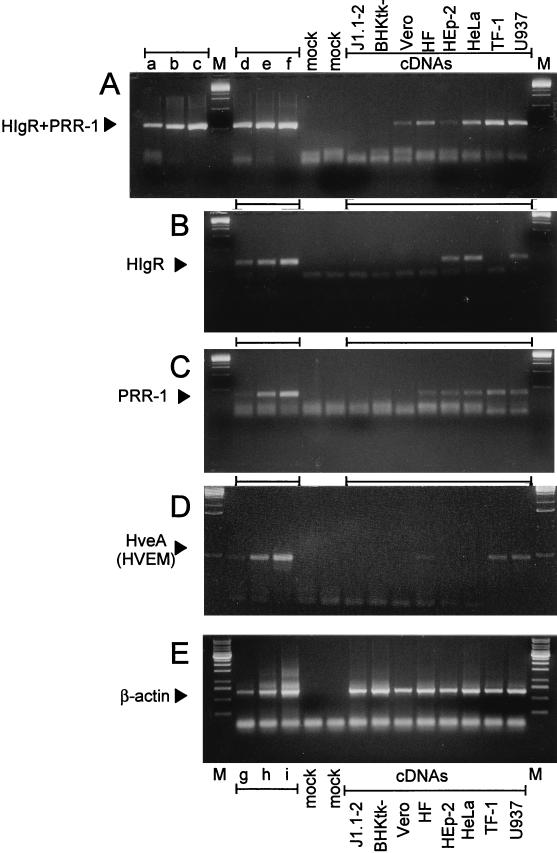 FIG. 8