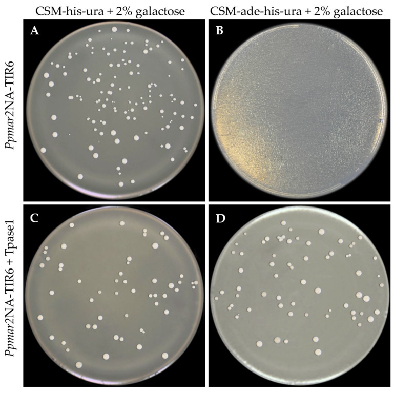 Figure 4