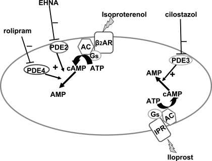 Fig. 10.