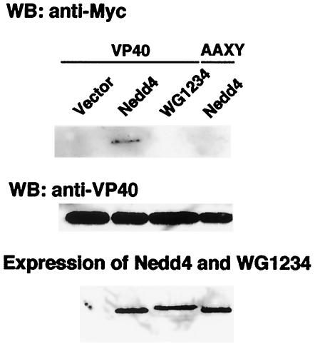 FIG. 5.