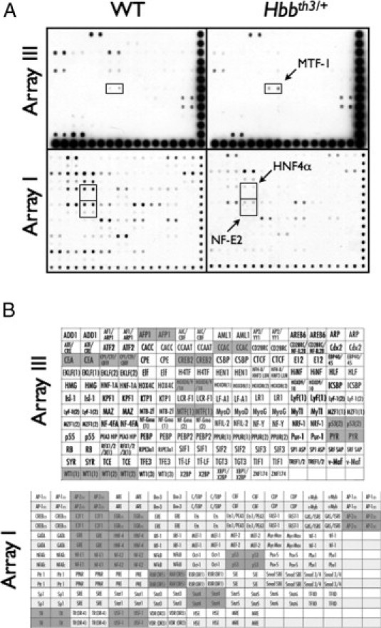 Supplemental Figure S1