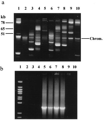 FIG. 1