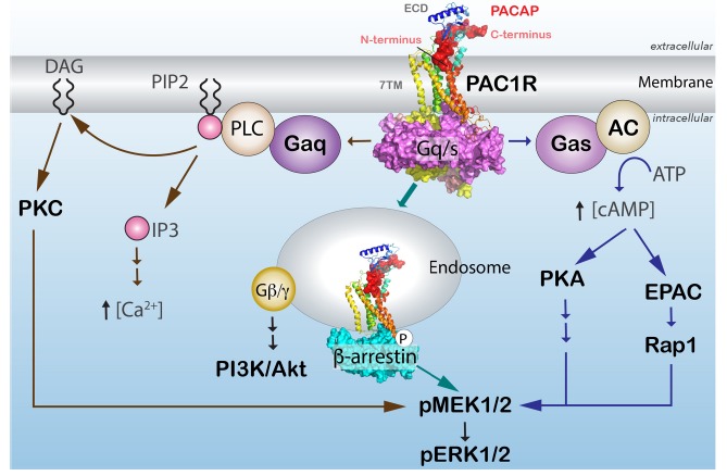 Fig. (1)