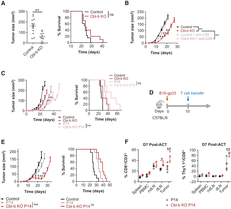 Figure 1. Cbl-b deficiency enhances antitumor immunity. A, Mean tumor area and survival of tumor-bearing C57BL/6 (WT) and Cbl-b KO mice. B16-gp33 tumor cells were injected into the left flanks of each mouse (n = 5). Tumor size was measured on day 21 after tumor injection. B, Mean tumor area and survival of tumor-bearing C57BL/6 (WT) and Cbl-b KO mice treated with or without anti-CD8 (n = 5). Anti-CD8 was administered on days 0, 2, 14, and 16 after B16-gp33 injection. C, Mean tumor area and survival of tumor-bearing C57BL/6 (WT) P14 and Cbl-b KO P14 mice (n = 5). D, Experimental overview of adoptive T-cell transfer in B16-gp33 tumor-bearing hosts. CD8+ T cells were stimulated with anti-CD3/CD28 and IL2 (10 ng/mL) and 1.0 × 106 cells were adoptively transferred into B16-gp33 tumor-bearing mice. E, Mean tumor area and survival were measured (n = 10). F, Evaluating T-cell infiltration into the tumor by WT and Cbl-b KO P14 Thy1.1+CD8+ T cells. Tumor, ndLN), dLN, spleen, and PBMCs were isolated from tumor-bearing mice 7 days after adoptive T-cell transfer. Surface expression of CD3, CD8, and Thy1.1 was analyzed by flow cytometry (n = 5). Statistical analyses were performed using repeated measure ANOVA with Holm–Sidak test (mean tumor area), and log-rank test (survival) (P < 0. 05; *, P < 0.01; **, not significant; ns; A, B, C, and E). Two-way ANOVA with Holm–Sidak test was performed in F (*, P < 0. 05; **, P < 0.01).