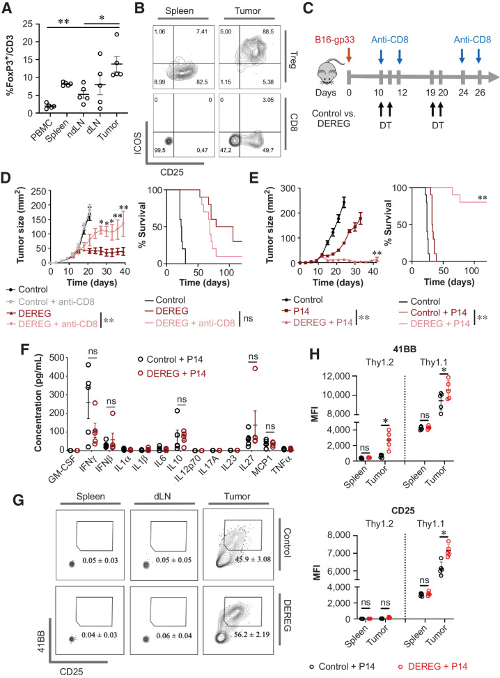 Figure 6. Tregs inhibit antitumor effector CD8+ T cells in vivo. A and B, Evaluating Treg infiltration in B16-gp33 tumors. Tumor, ndLN, dLN, spleen, and PBMCs were isolated from tumor-bearing mice (day 10 post-tumor injection; n = 5). T-cell lineage and surface markers were analyzed to acquire the proportion of FoxP3+/CD3+ cells (A), and expression of ICOS and CD25 on Treg and CD8+ T cells (B). C, Experimental overview of Treg and CD8+ T-cell depletion in tumor-bearing hosts. D, Mean tumor area and survival of tumor-bearing hosts were measured (n = 10). E–H, Evaluating the effect of Tregs in regulating tumor-specific effector CD8+ T cells. Prestimulated P14 CD8+ T cells were adoptively transferred into control or DEREG mice administered with DT (n = 5; E). Three days after adoptive T-cell transfer, serum was collected from each mouse for LEGENDplex cytokine array (n = 5; F). Prestimulated P14 Thy1.1+CD8+ T cells were adoptively transferred with or without Treg depletion; spleen, dLN, and tumor were isolated on day 7 post-T cell transfer, and adoptively transferred cells were gated for analysis (n = 5; G). 4-1BB and CD25 expression on Thy1.1+ and Thy1.2+ CD8+ T cells were represented in H. Statistical analyses were performed using ANOVA with Holm–Sidak test (A and H), repeated-measure ANOVA with Holm–Sidak test (mean tumor area; D and E), log-rank test (survival; D and E), and multiple Student t test (F; *, P < 0. 05; **, P < 0.01; ns, not significant).