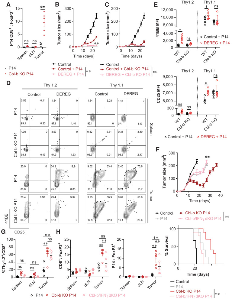 Figure 7. Cbl-b KO CD8+ T cells induce robust antitumor immunity in the presence of Tregs through IFNγ. A, The ratio between adoptively transferred tumor-specific CD8+ T cells and Tregs in the tumor. Congenically labeled WT and Cbl-b KO P14 CD8+ T cells were injected into B16-gp33 tumor-bearing WT mice, and spleen, dLN, and tumor were harvested on day 7 after T-cell transfer (n = 5). B and C, Evaluating the role of Tregs in regulating adoptively transferred Cbl-b KO P14 CD8+ T cells. B16-gp33 tumor-bearing C57BL/6 and DEREG mice were treated with WT (B) or Cbl-b KO P14 (C) CD8+ T cells on day 10 after tumor inoculation. Mean tumor area of tumor-bearing hosts was measured (n = 10). D and E, Evaluating the role of Tregs in regulating surface marker expression on adoptively transferred Cbl-b KO P14 CD8+ T cells in tumor. Congenically labeled WT and Cbl-b KO P14 CD8+ T cells were adoptively transferred with or without the depletion of Tregs; spleen and tumor were harvested on day 7 after T-cell transfer to evaluate the proportion of 4-1BB+CD25+ cells among transferred and endogenous CD8+ T cells (n = 5; D). MFI of 4-1BB and CD25 expression on endogenous and transferred CD8+ T cells in the tumor (E). F, The effect of adoptively transferred WT, Cbl-b KO, and Cbl-b/IFNγ double KO P14 CD8+ T cells in B16-gp33 tumor-bearing mice. Mean tumor area and survival of tumor-bearing hosts were measured (n = 10). G and H, Evaluating the infiltration status and T cell-to-Tregs ratio of adoptively transferred P14 Thy1.2+CD8+ T cells. % Thy1.2+/CD8+ (G), total CD8+-to-Treg ratio, and Thy1.2+CD8+-to-Treg ratio (H) were measured 7 days after T-cell transfer. Statistical analyses were performed using Student t test (A) repeated-measure ANOVA with Holm–Sidak test to compare the mean tumor area (B, C, and F), log-rank test (survival; F), and two-way ANOVA with Holm–Sidak test (E, G, and H; *, P < 0. 05; **, P < 0.01; ns, not significant).