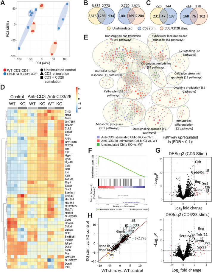 Figure 3. Cbl-b KO CD8+ T cells display distinct transcriptomic profiles. RNA was extracted from unstimulated, anti-CD3, and anti-CD3/CD28-stimulated Cbl-b KO and WT CD8+ T cells (n = 3) and sequenced. A, PCA of Cbl-b–sufficient and –deficient CD8+ T cells in the different stimulatory conditions. B and C, Venn diagrams representing either the total number of DEGs (B) or number of upregulated genes (C) between Cbl-b KO and WT CD8+ T cells of each condition (P < 0.05 and log2 fold change > 1). D, A heatmap representing DEGs of each group. Values were calculated using individual gene's Z-normalized log2 score (RNA-seq read count + 1). E, GSEA network clustering for the identification of highly upregulated pathways in Cbl-b–deficient CD8+ T cells of each condition. F, Enrichment plot depicting gene-expression signatures from Gene Ontology Cytokine Activities comparing anti-CD3–stimulated KO vs. WT CD8+ T cells. The barcode plot represents the position of the genes in the gene set; red and blue colors represent positive and negative Pearson correlation with Cbl-b deficiency, respectively. G, Volcano plots highlighting DEGs between Cbl-b KO and WT CD8+ T cells stimulated with anti-CD3 or anti-CD3/CD28. H, Pairwise analysis of DEGs between stimulated and unstimulated Cbl-b KO and WT CD8+ T cells. Blue and orange points indicate upregulated and downregulated genes in response to TCR stimulation, respectively.