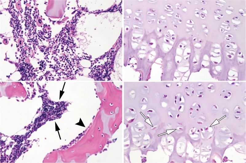 Figure 2a: