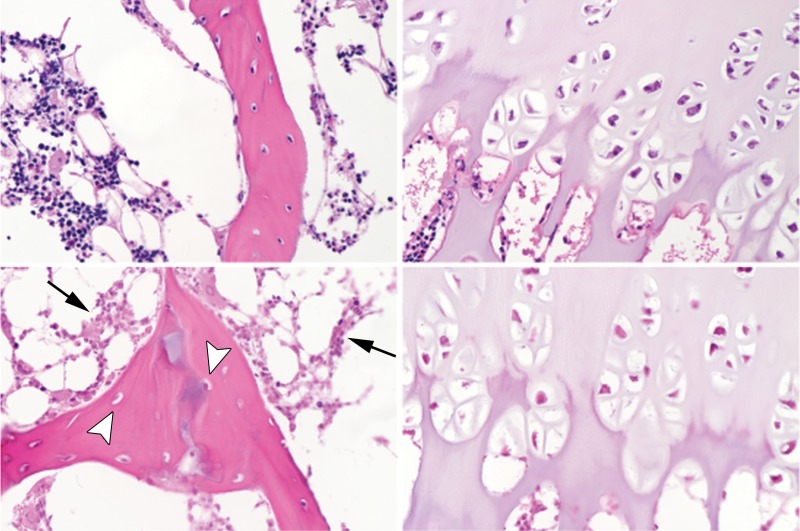 Figure 2b: