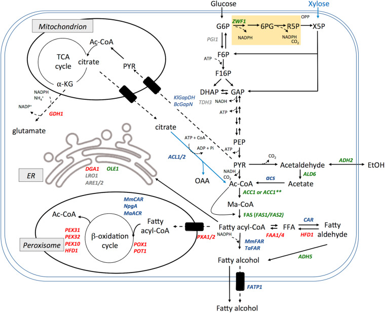 FIGURE 4