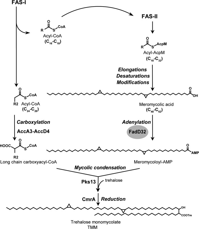 FIGURE 1.