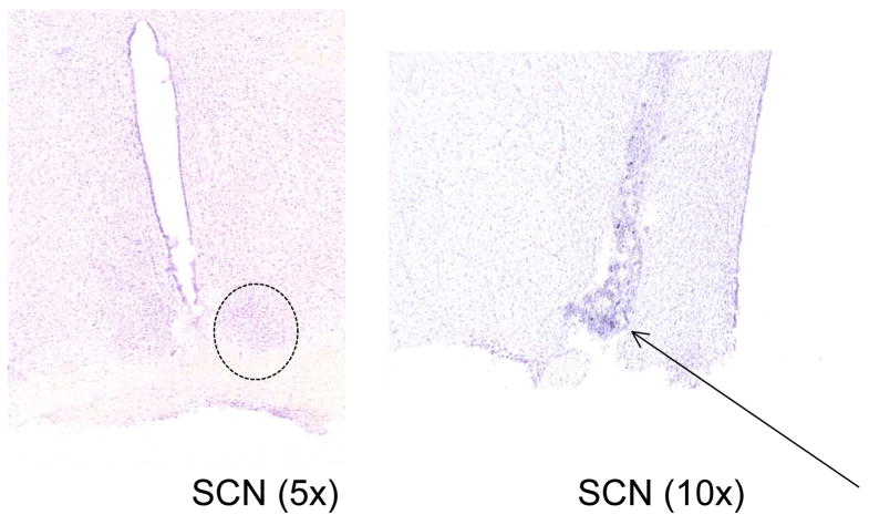 Fig. 8