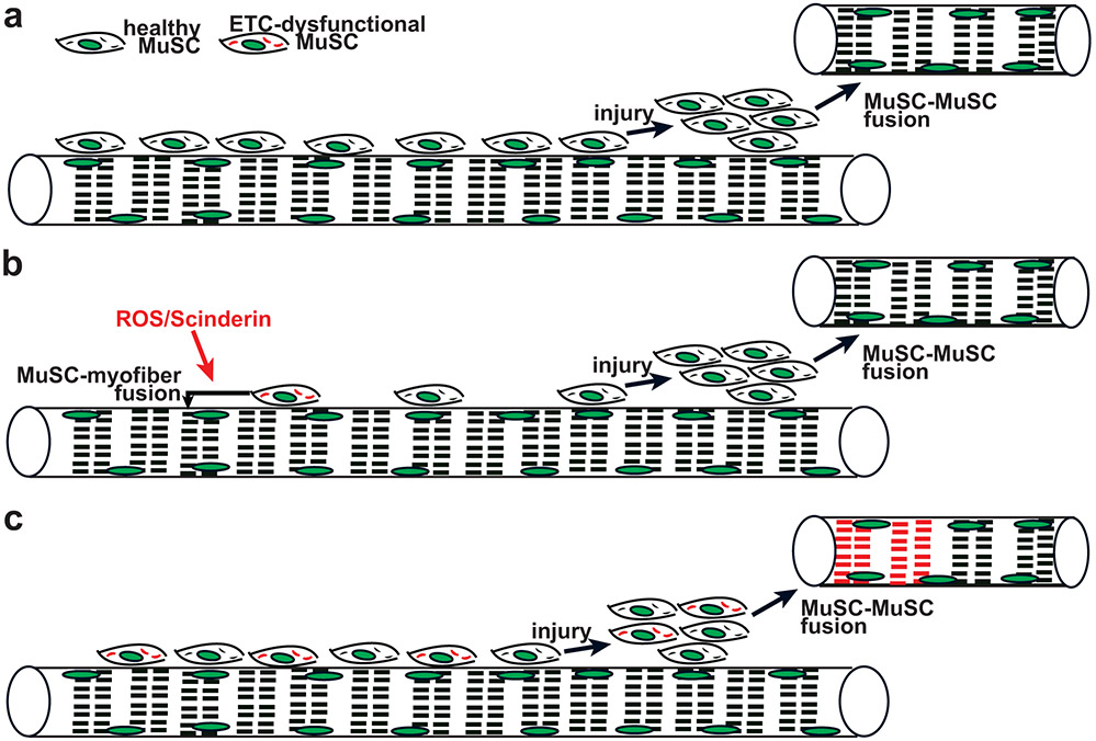 Fig. 8: