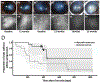 Fig. 27.