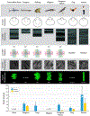 Fig. 10.