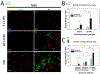 Fig. 14.