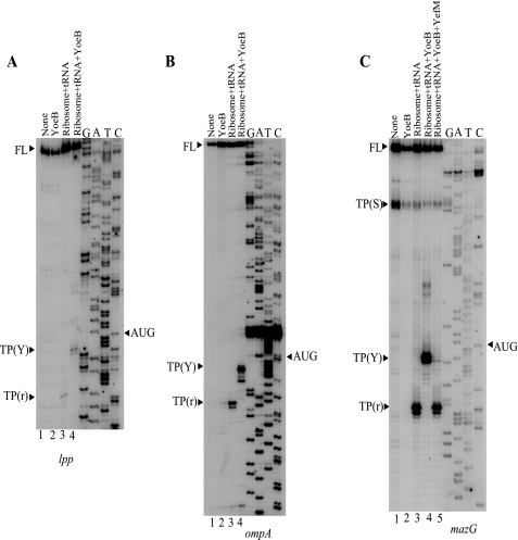 FIGURE 4.