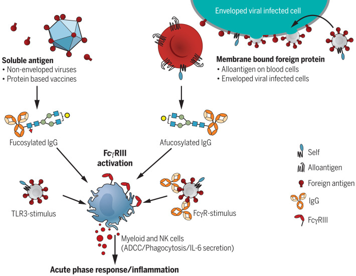 Afucosylated IgG response requires membrane context and results in strong FcγRIII-mediated activity.