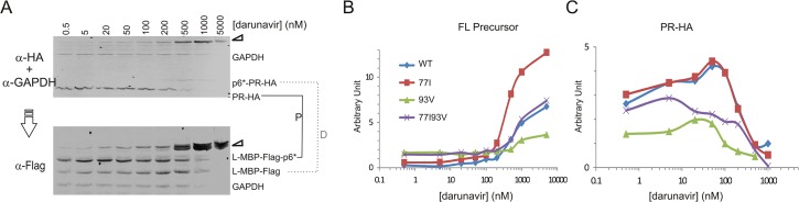 Fig 6