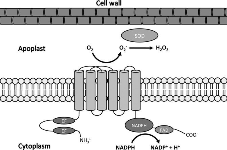 FIG. 1.