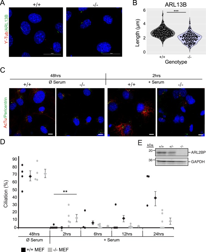 Fig 10