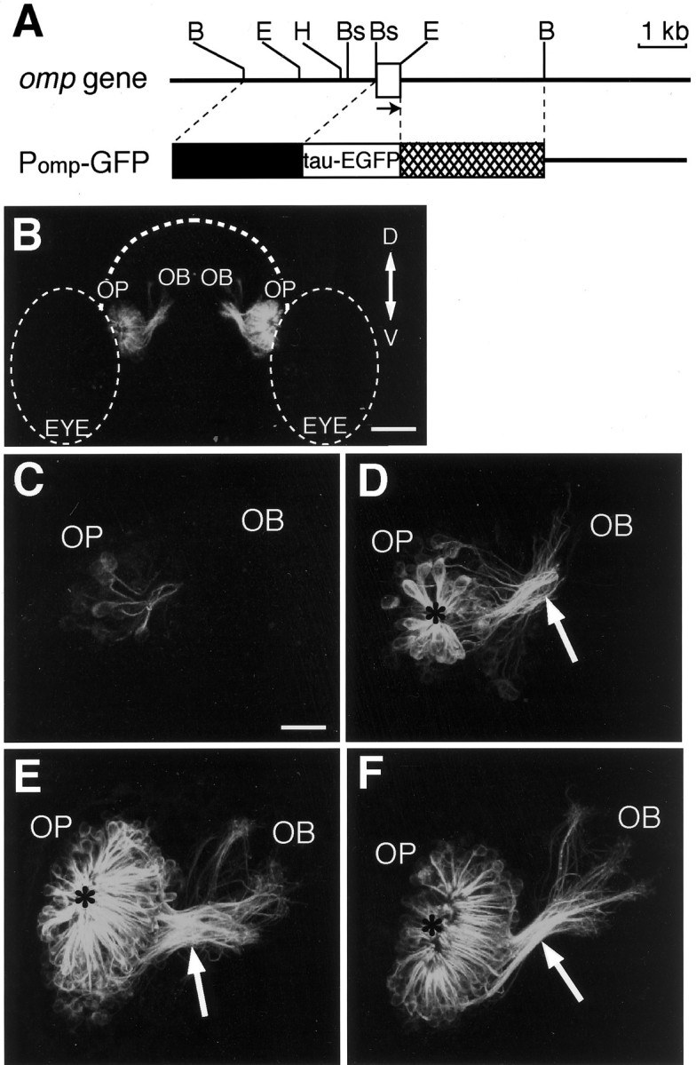 Fig. 2.