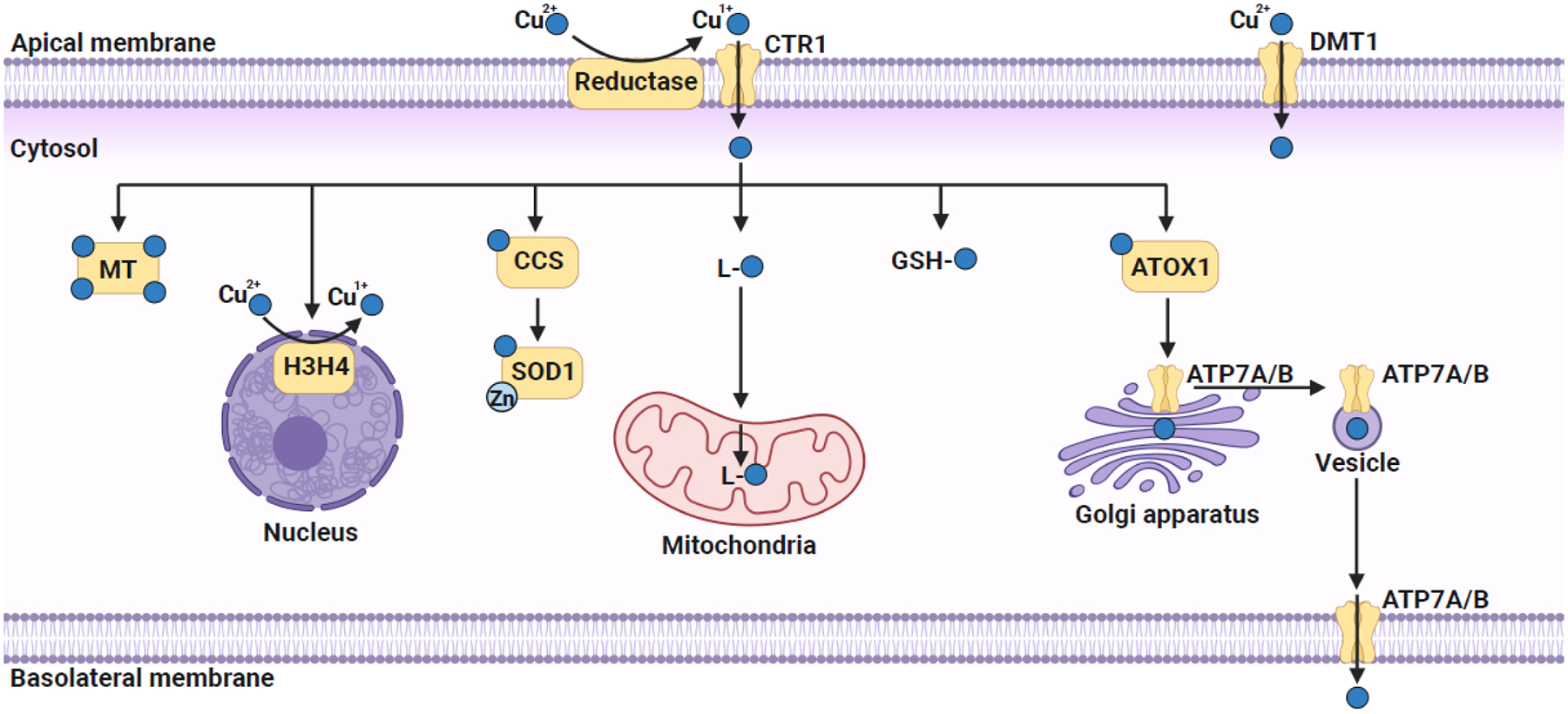 Figure 1.