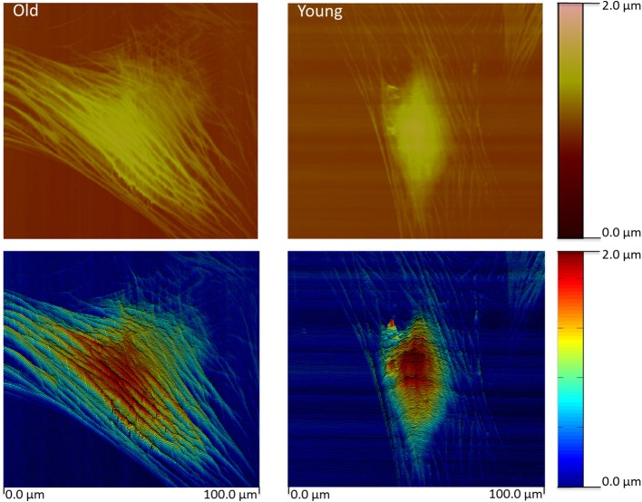 Figure 4