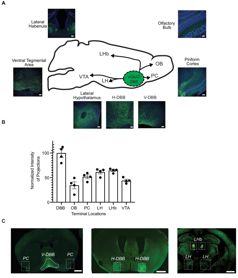 Figure 7—figure supplement 1.