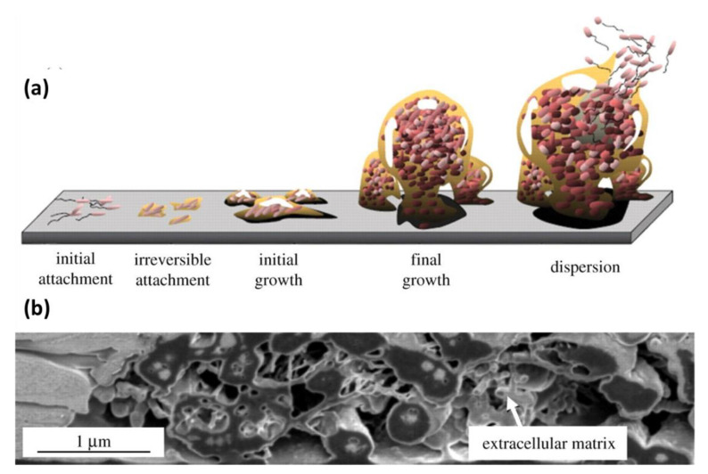 Figure 18