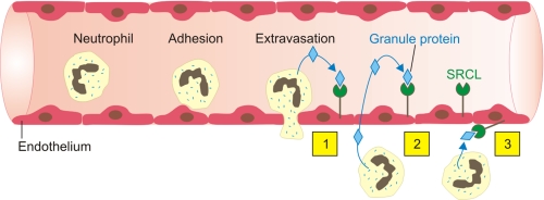 FIGURE 11.