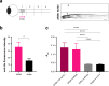 Figure 3—figure supplement 3.