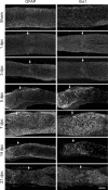 Figure 2—figure supplement 1.