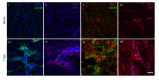 Figure 2—figure supplement 2.