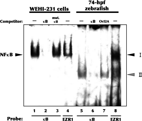 FIG. 8.